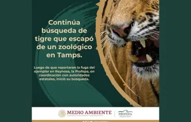 Reynosa Intensifica búsqueda de tigre