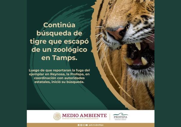 Reynosa Intensifica búsqueda de tigre