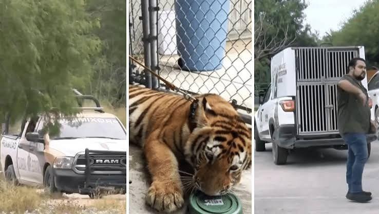 Autoridades y cuerpos de auxilio siguen busca del tigre siberiano que se escapó el pasado miércoles por la mañana de una Quinta que funciona como Centro Recreativo y zoológico particular en el municipio de Reynosa. Foto: Redes sociales