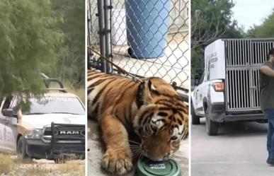 Aún no encuentran el Tigre en Reynosa