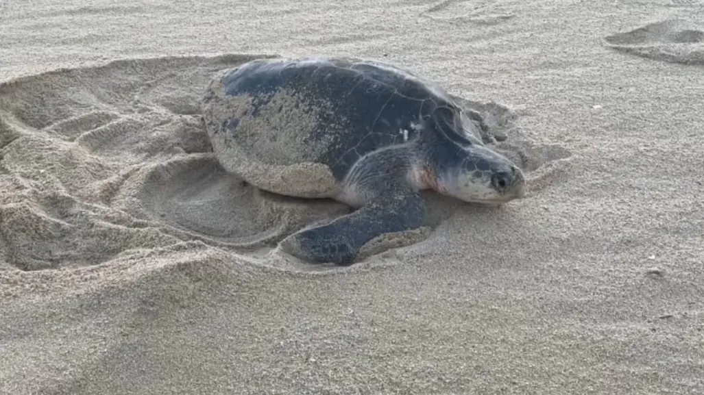 Aumento de temperaturas afecta la anidación de la tortuga golfina en Los Cabos