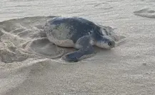 Aumento de temperaturas afecta la anidación de la tortuga golfina en Los Cabos