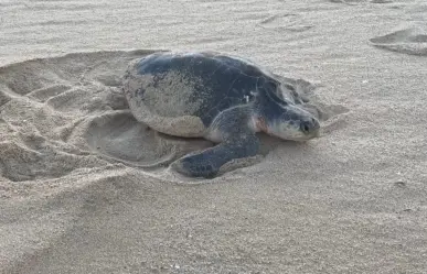 Aumento de temperaturas afecta la anidación de la tortuga golfina en Los Cabos