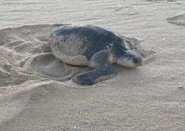 Aumento de temperaturas afecta la anidación de la tortuga golfina en Los Cabos