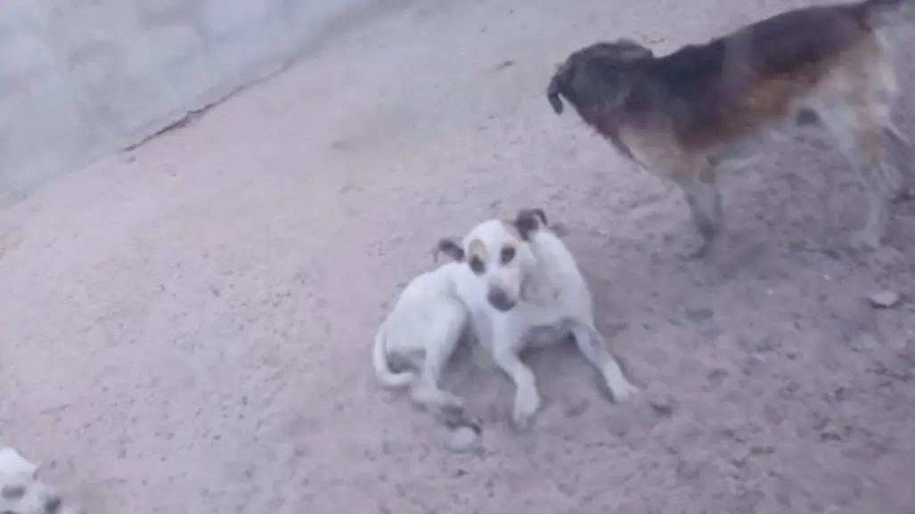 Vecinos de Los Olivos piden ayuda por problema con perros abandonados.