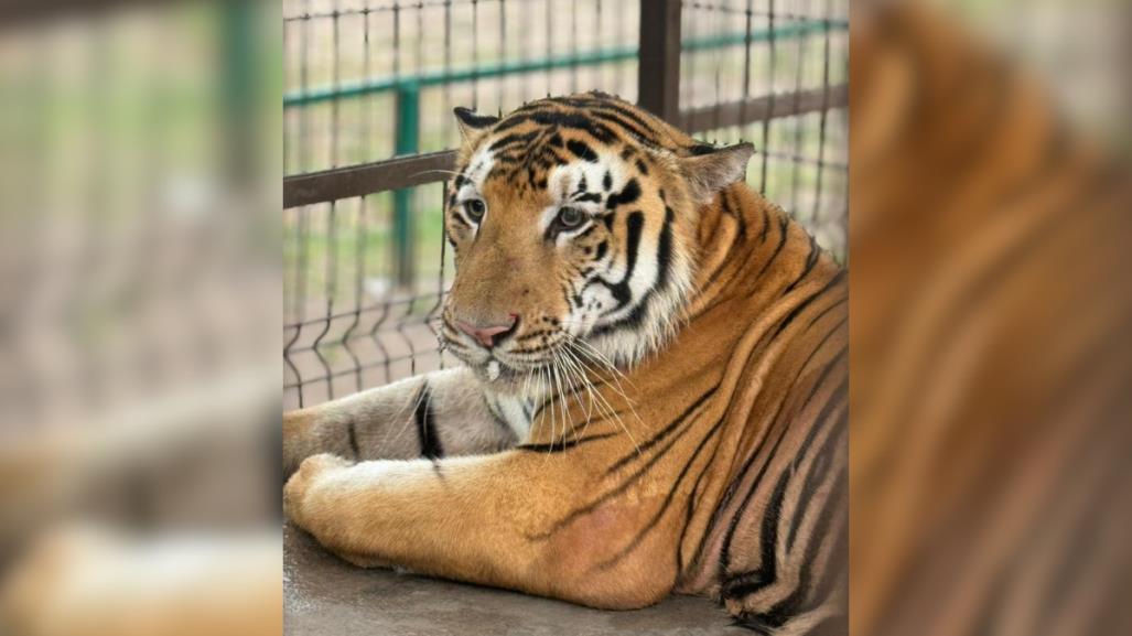 Tigre desaparecido en Reynosa podría cruzar la frontera hacia Texas