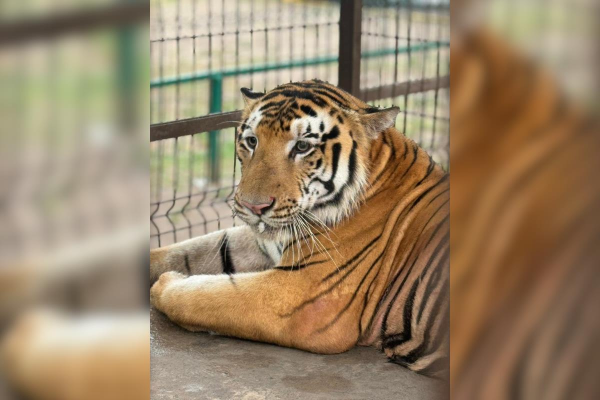 El espécimen de dos años escapó el pasado miércoles del zoológico privado Quinta La Fauna, ubicado en Reynosa. Foto: Posta Tamaulipas