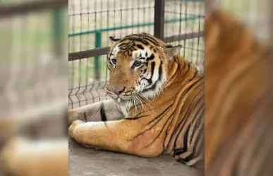 Tigre desaparecido en Reynosa podría cruzar la frontera hacia Texas