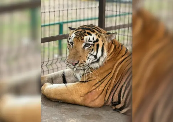 Tigre desaparecido en Reynosa podría cruzar la frontera hacia Texas