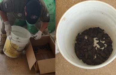 Policía Ecológica rescata y libera a 48 crías de tortuga en Progreso