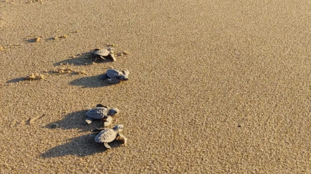 Ayuntamiento exige pago de medio millón a grupo Tortuguero por uso de suelo