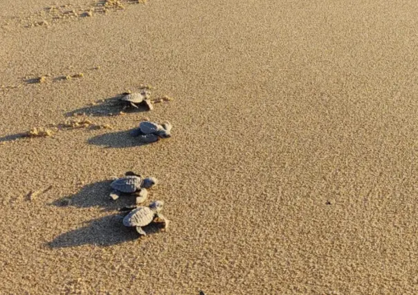 Ayuntamiento exige pago de medio millón a grupo Tortuguero por uso de suelo