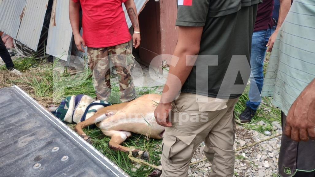 Capturan antílope en Matamoros, minutos después lamentablemente murió