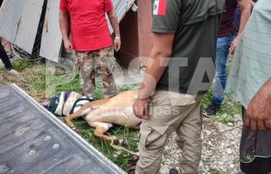 Capturan antílope en Matamoros, minutos después lamentablemente murió