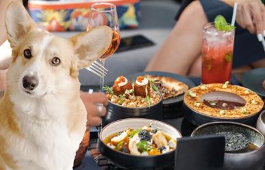 Restaurantes pet friendly en Mérida: 5 opciones para disfrutar con tu mascota