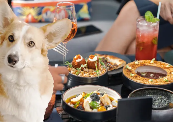 Restaurantes pet friendly en Mérida: 5 opciones para disfrutar con tu mascota