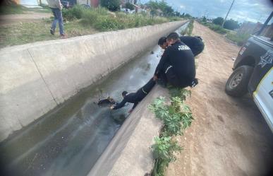 Policías Municipales rescatan a un gatito de ahogarse