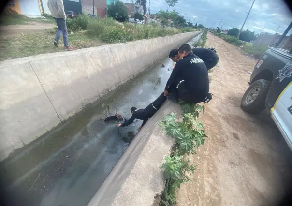 Policías Municipales rescatan a un gatito de ahogarse