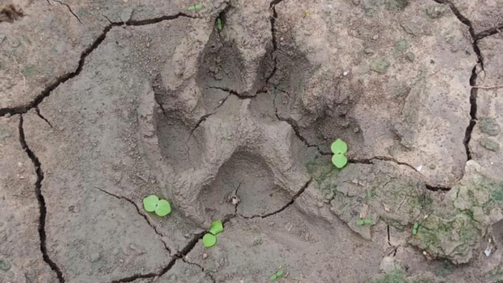 Ubican tigre fugado en Reynosa; continúa operativo para su captura