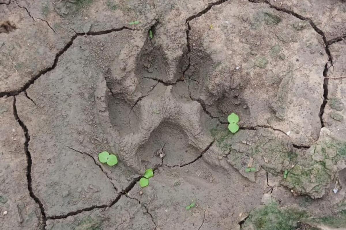 Huella del felino localizada en las inmediaciones del rancho San Lázaro, de Reynosa. Foto: Seguridad Pública Reynosa