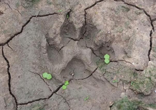 Ubican tigre fugado en Reynosa; continúa operativo para su captura