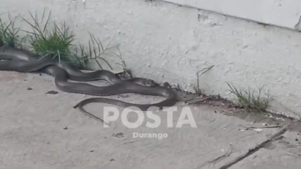 Captan en video enorme serpiente junto al Parque Guadiana