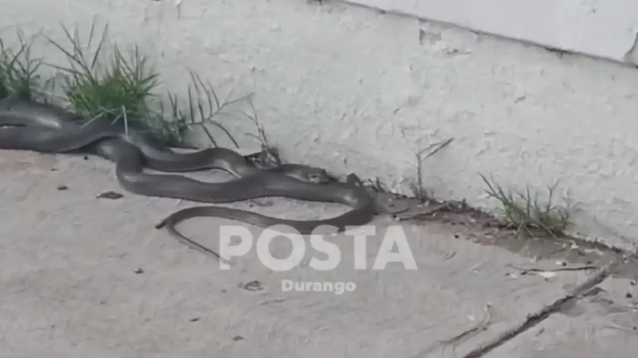 Captan en video enorme serpiente junto al Parque Guadiana. Foto: Especial.