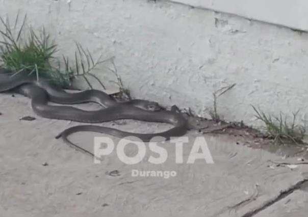 Captan en video enorme serpiente junto al Parque Guadiana