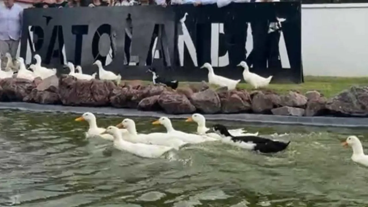 Además de los patos que conviven en Patolandia, en el Santuario Animal en Tecámac conviven venados, una cerdita, una ardilla y un chivo. Foto: Fernando Cruz