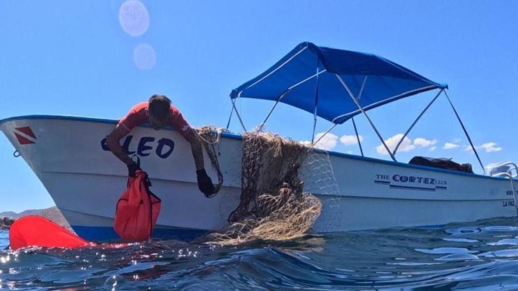 Red abandonada causa la muerte de lobo marino y tortuga.