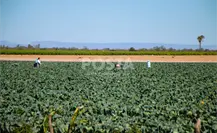 Los agricultores en BCS se enfrentan al cambio climático