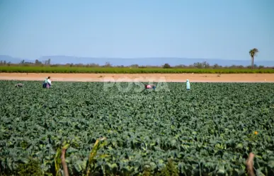 Los agricultores en BCS se enfrentan al cambio climático