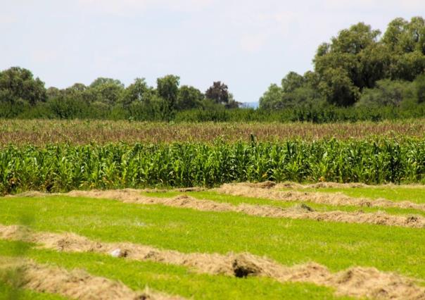 Día Mundial de la Agricultura, ¿Hay algo que se celebrar en México?