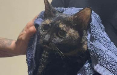 Salvan de morir, a gatita que se encontraba atrapada en tubería