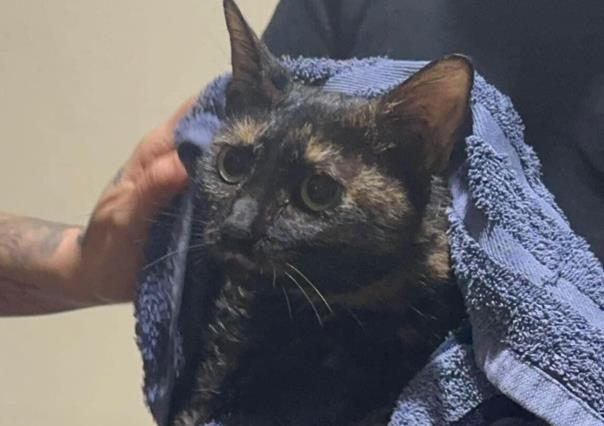 Salvan de morir, a gatita que se encontraba atrapada en tubería