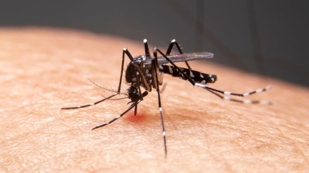 Baja California Sur en alerta por brote de dengue