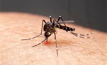 Baja California Sur en alerta por brote de dengue