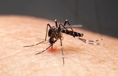 Baja California Sur en alerta por brote de dengue