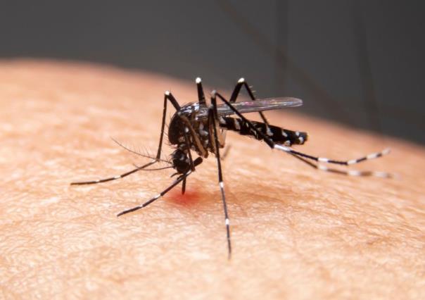 Baja California Sur en alerta por brote de dengue