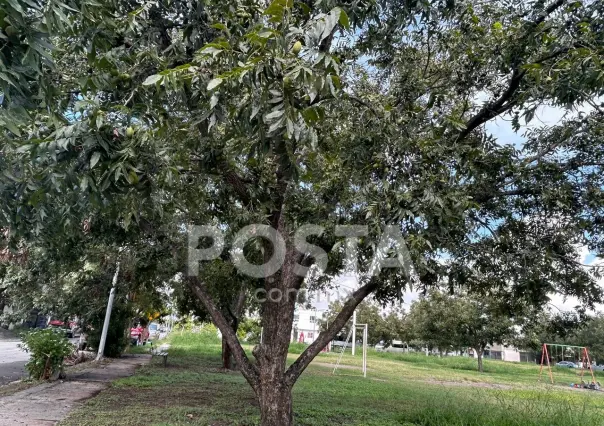 Piden vecinos salvar nogales ante plagas