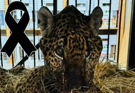 Muere jaguar que había sido rescatado en Hidalgo