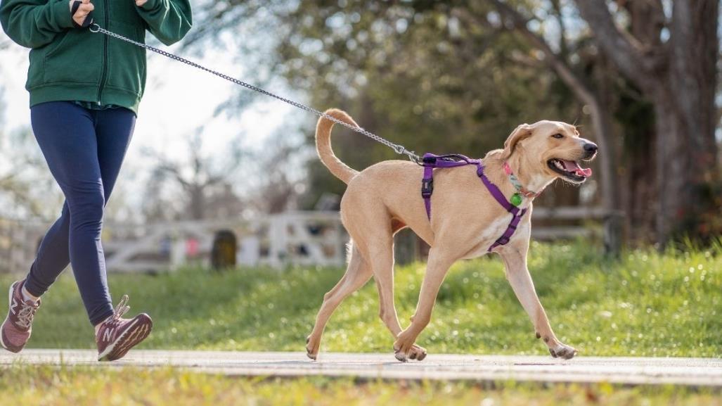 ¡Corre con tu lomito! Invitan a carrera Corriendo con Huella en Torreón