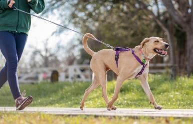¡Corre con tu lomito! Invitan a carrera Corriendo con Huella en Torreón