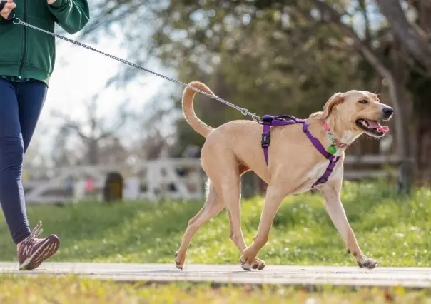 ¡Corre con tu lomito! Invitan a carrera Corriendo con Huella en Torreón