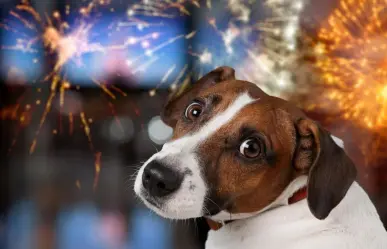 Fiestas Patrias: ¿Cómo los fuegos artificiales afectan la salud de tus mascotas?