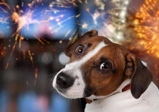 Fiestas Patrias: ¿Cómo los fuegos artificiales afectan la salud de tus mascotas?