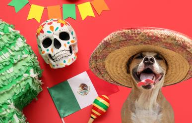 ¿Tienes mascotas? Te decimos cómo cuidarlas en las Fiestas Patrias
