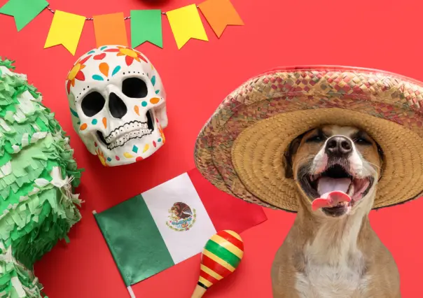 ¿Tienes mascotas? Te decimos cómo cuidarlas en las Fiestas Patrias