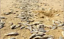 Miles de peces muertos aparecen en Playa Miramar por marea alta