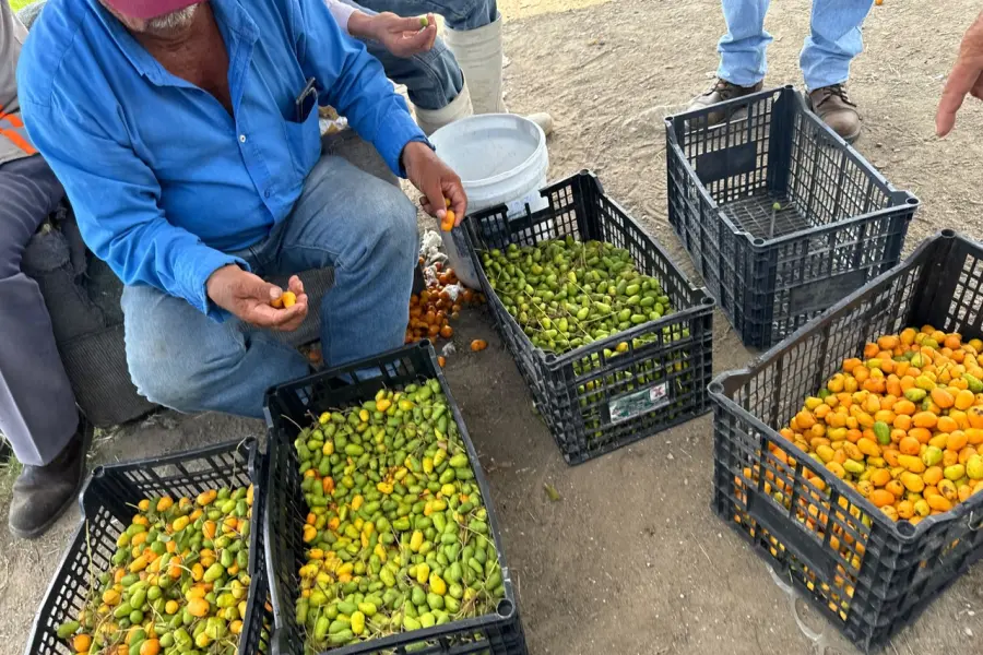 Cae precio del jobito en un 60% en el sur de Tamaulipas